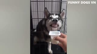 Funniest Animals Video - Funny Dogs And Cats - Try Not To Laugh Animals 2022 Funny Dogs VN