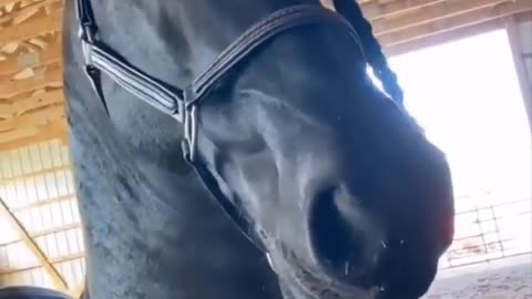 Horse SOO Cute! Cute And funny horse Videos Compilation cute moment #23
