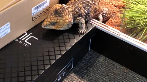 Chonky Lizard Trying to Escape