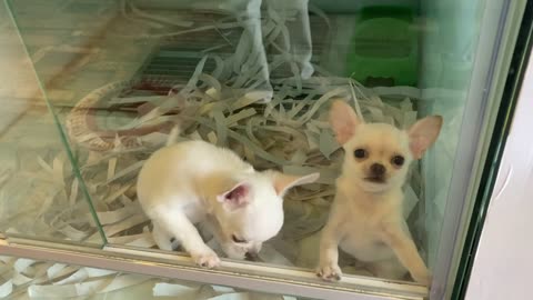 Two Cute Chihuahua Puppies Playing