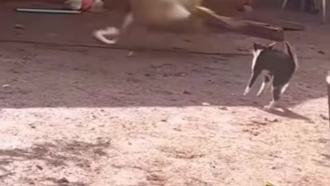 #Funny #Funny video#laugh# interesting#video#short video#short#short cut