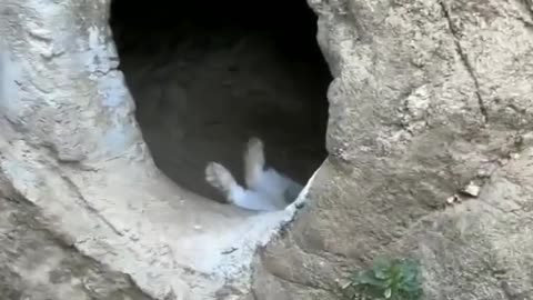 A Cute Rabbit Sleeping In His Cave