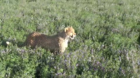 Hunting Wabbits Cheetah Cubs Train & Hunt Off-Lead for Rabbit Hares on Open Range Game Farm.