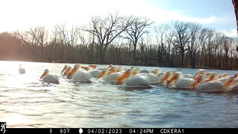 Crazy Pelicans Eat Mud