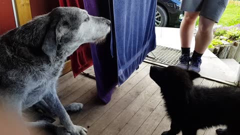 Puppy talking with old dog