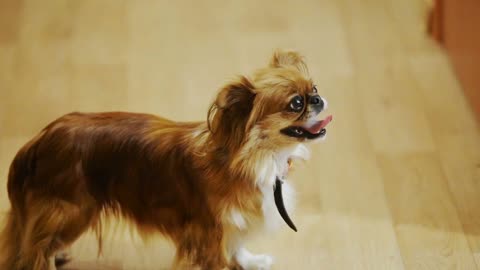 Long haired chihuahua at home. He smiles. Portrait
