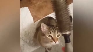 FUNNY ANIMALS FAILS 🤣🤣 WILL MADE YOUR DAY 💕💕 PART-9