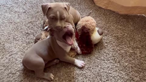 Just too cute!!! Two tiny XXL American Bully puppies at play! And what cure little noises they make!