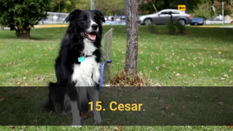 Top 100 best dog name fo male