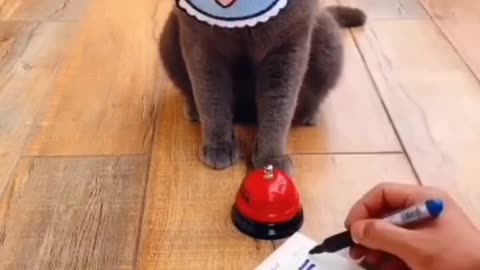 I wanted 🥰😍😺😹😻to see how clever he is 🥴😼 #cutecat #cute #mynameispushpa #viral #cat #funny