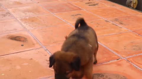 Small dog saving a cute baby monkey 🐒 from a big dog | looking like true friendship