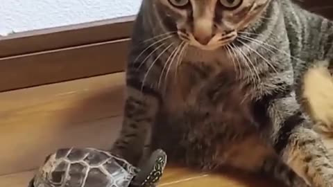 Cat And Turtle #shorts #shortvideo #video #virals #videoviral