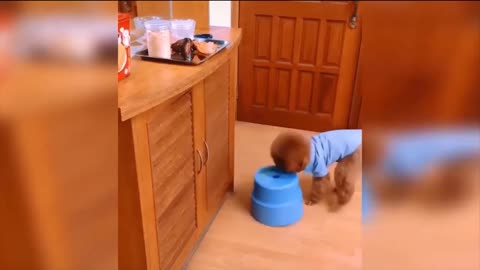 Smart Dog Steals Food Funny Video - Funny Animals