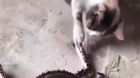 funniest cats and dogs video 🐶🐱