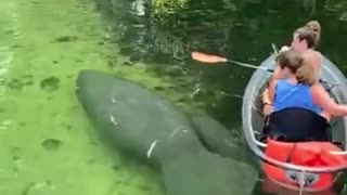 Marine Manatee Passing Under the Canoe