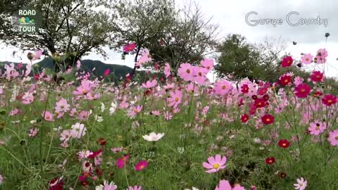 Cosmos road in Gurye County, South Korea - Relaxing with flowers and nature