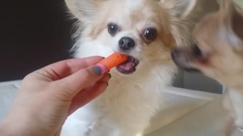 Pair of Chihuahuas share carrot