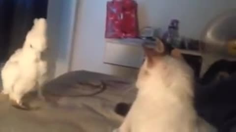 Cockatoo Meows Like a Cat