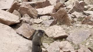 Marmot at Pikes Peak