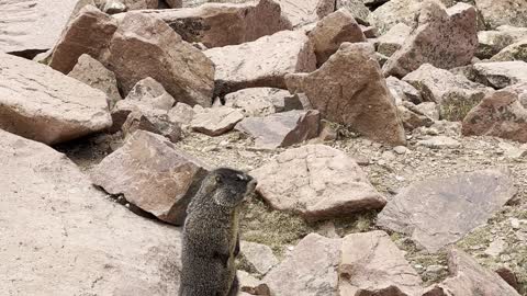 Marmot at Pikes Peak