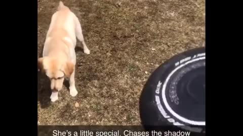 Dog Getting Hit by The Flying Disk