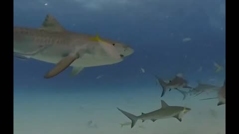 Tiger Shark swallow