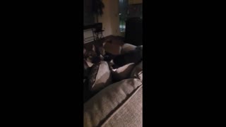 Cat makes dog his Biotch --hysterical!