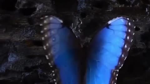 Cool sky blue butterfly #shorts #shortvideo #video #virals #videoviral