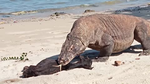 The Goat Pretends To Be Hit By a Komodo Dragon
