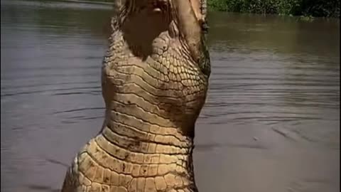 Grab the meat and make the crocodile jump