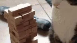 Cute Cat Gif