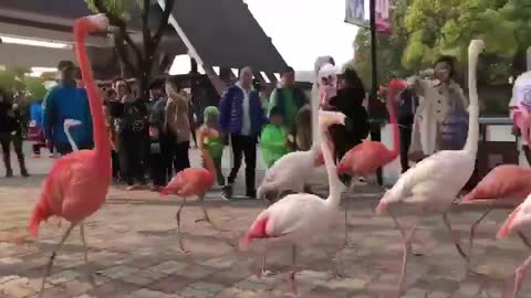 Flamingos walk the runway