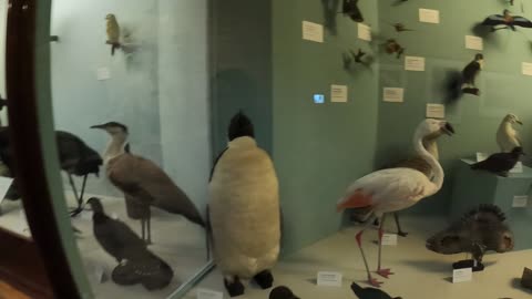 Different selection of birds. Natural history museum London. 7th Nov 2022