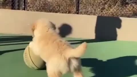 Puppy Playing with a Basketball