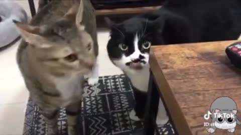 Cats Speaking in Human Language