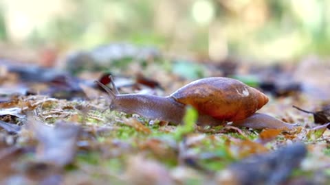 WOW!!<AMAZING>§Snail move slow motion§