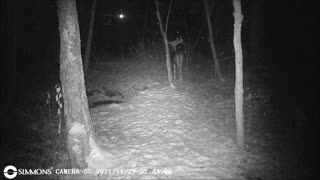 Backyard Trail Cam - Does Strolling by the Pond