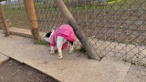 Lulu Isn't a Fan of Her New Coat