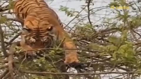 Unbelievable_ Shameless Lion Used This Method To Humiliate Leopard And Her Cub - Terrifying Revenge(