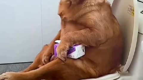 Dog Funny Video🤣🤣