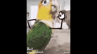 Compilation Of Top Funny Bird Videos