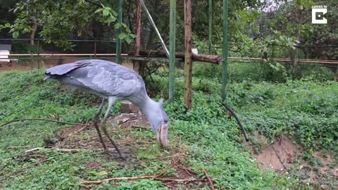 Shoebill Stork Is The Real Life Hippogriff