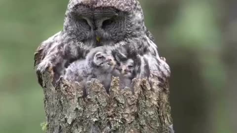 "Wisdom in the Forest: The Enchanting Tale of the Great Grey Owl and her Owlets"