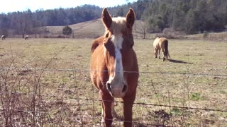 Horse Staring at You in Field