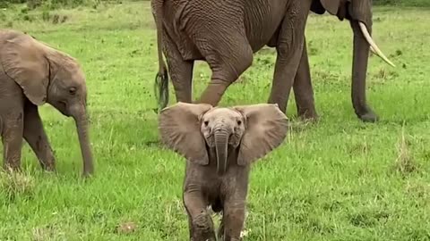 Baby Elephant