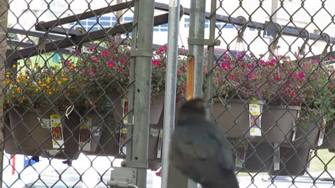 The Bird and the Fountain