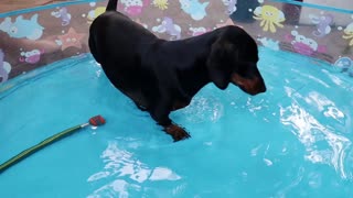 Cute sausage dog puppy first time in an outdoor pool