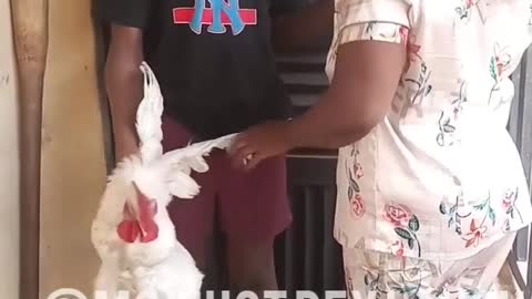 This young boy is afraid of holding chicken