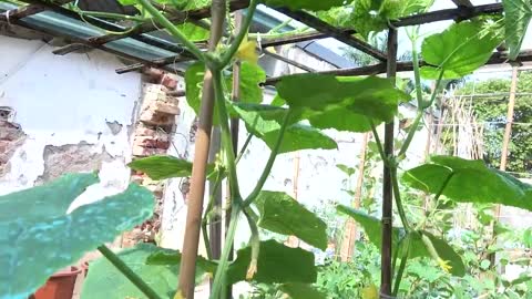 growing cucumber for beginner with many fruits