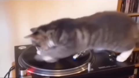 Cats Just Wanna Have Fun: Hilarious Feline Antics